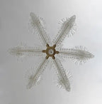Vintage Italian 6-Arm Glass Chandelier for Low-Ceiling Bedroom / dining Room