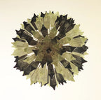 Fantastic Murano Prisms Smoked Transparent Chandelier