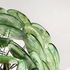 Murano Glass Green Disks Chandelier